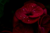 Crown of Thorns shot in St. Elizabeth