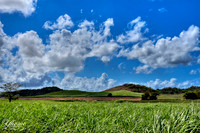 Cane Field in Golden Grove, St. Thomas