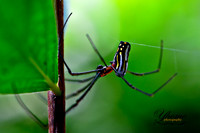 Spider shot in St. Elizabeth