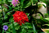 Dr. Bird shot in St. Elizabeth