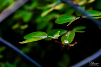 Droplet shot in Kingston