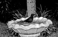 Bird Bathing in Kingston