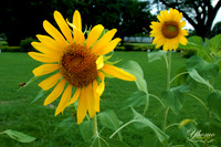 Sunflowers shot Kingston